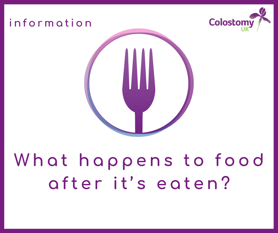 What happens to food after it’s eaten?